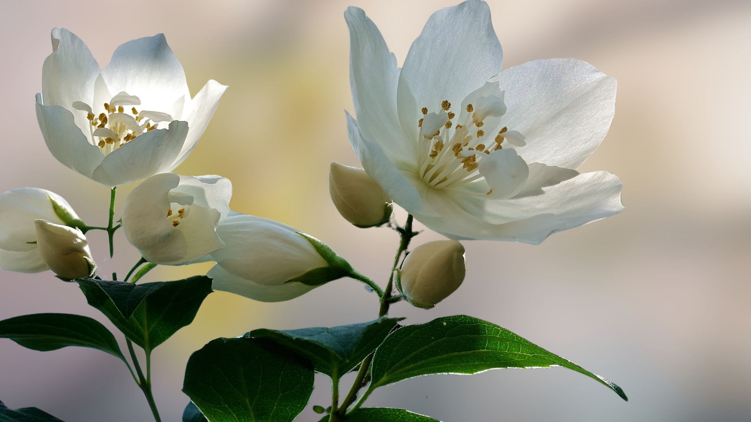 الرائحة الجميلة لزهور الياسمين سترفع من مزاجك وتعزز الاسترخاء.